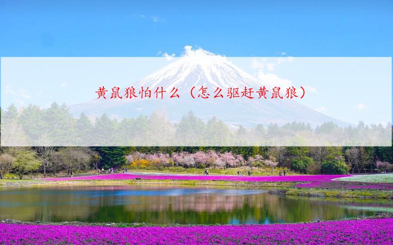 黄鼠狼怕什么（怎么驱赶黄鼠狼）