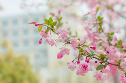 陌上花开现代解释含义