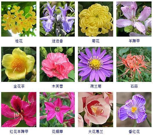秋天的花有哪些名字叫什么（100种开在夏天的花）